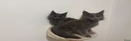 Maine Coon cats for sale: Two blue purebred Maine Coon boys ready - Advert 3
