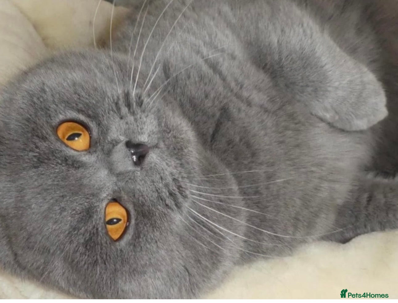 British Shorthair cats Stunning blue male - Advert 1