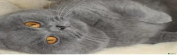 British Shorthair cats for stud: Stunning blue male - Advert 1