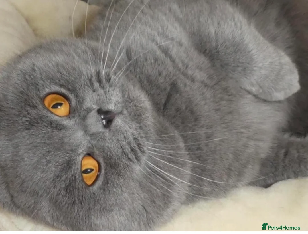 British Shorthair cats for stud: Stunning blue male - Advert 1
