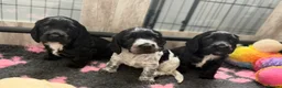 Cocker Spaniel dogs for sale: Kc Registered cocker spaniels  - Advert 12