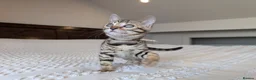 Bengal cats for sale: 🖤🩶🤍 BEAUTIFUL BENGAL KITTENS 🤍🩶🖤 - Advert 4