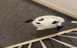 Dwarf Lop rabbits for sale: Male un neutered dwarf lop in Bishop Auckland - Image 2