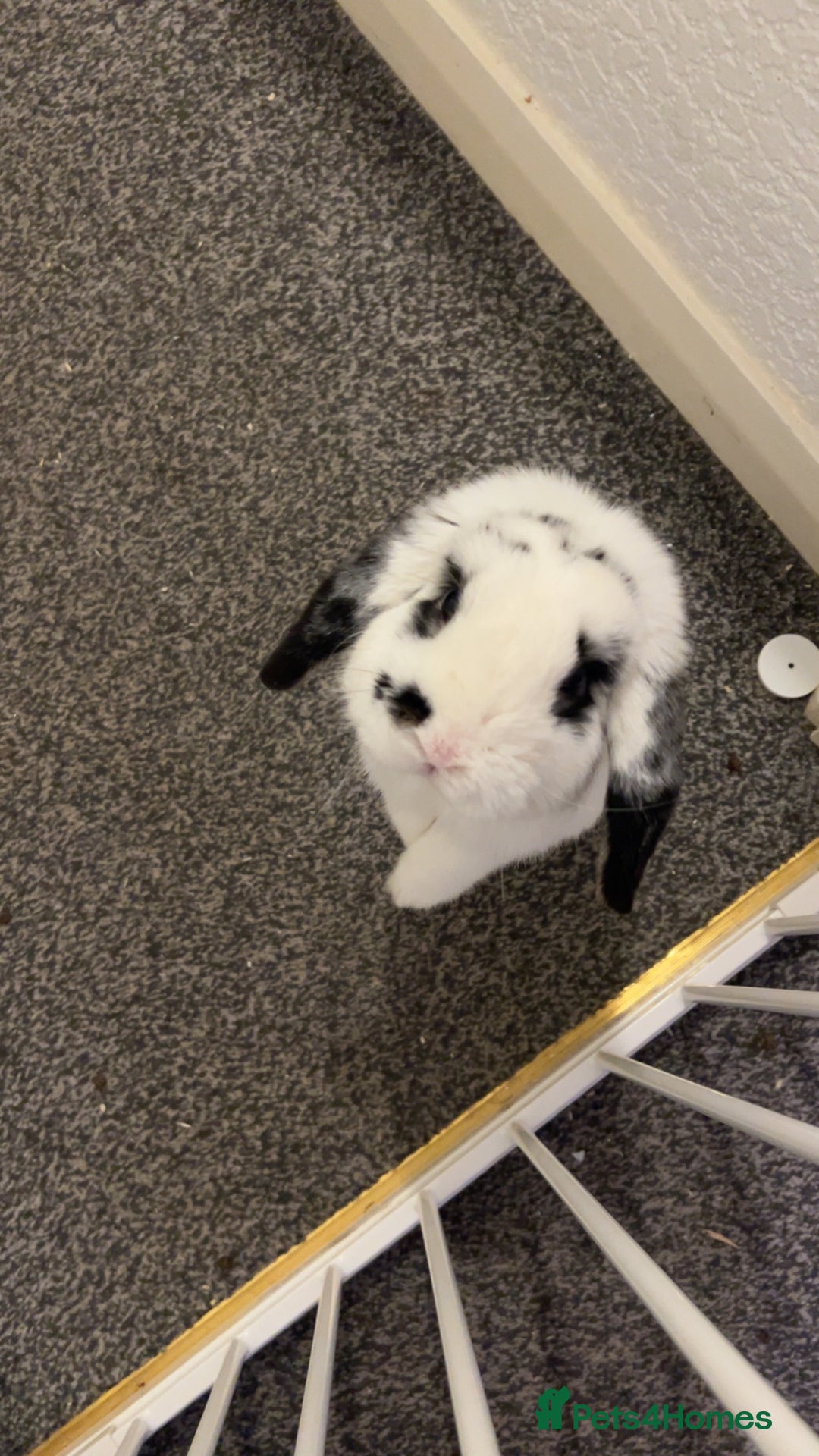 Dwarf Lop rabbits for sale: Male un neutered dwarf lop in Bishop Auckland - Image 2