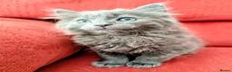 Mixed Breed cats for sale: Stunning Fluffy Kittens  - Advert 11