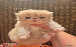 Exotic cats for sale: 🏆Champion sired exotic and Persian kittens 😸 ♥️  - Image 16
