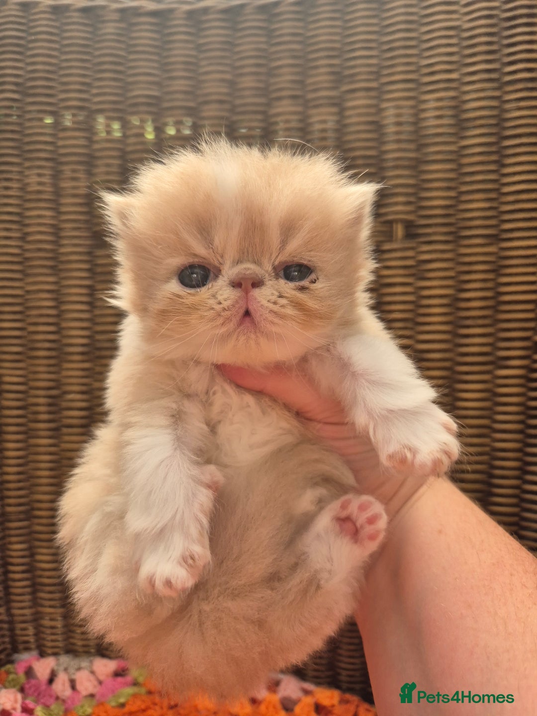 Exotic cats for sale: 🏆Champion sired exotic and Persian kittens 😸 ♥️  - Image 16