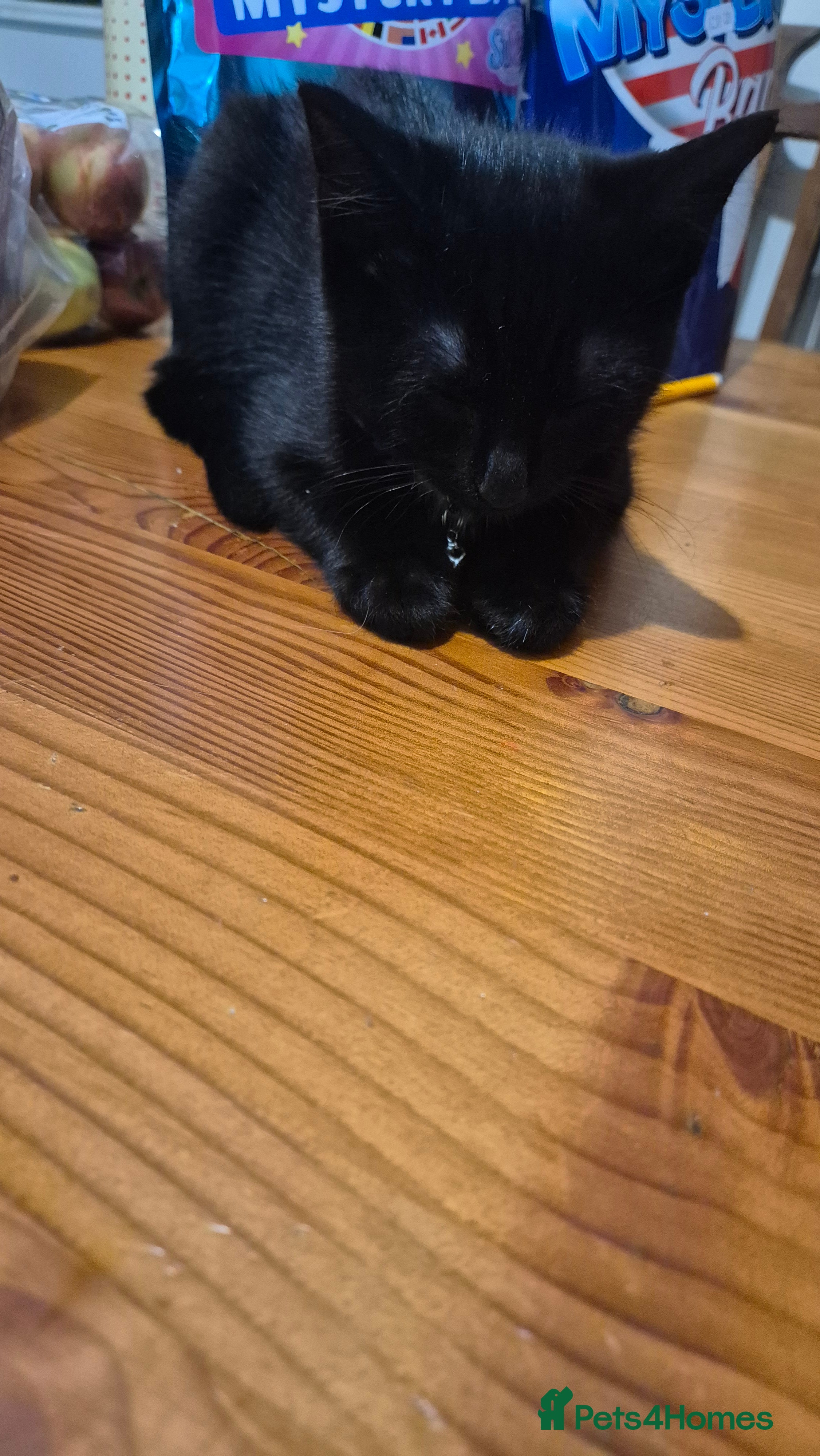 British Longhair cats Beautiful male kitten for sale - Advert 3