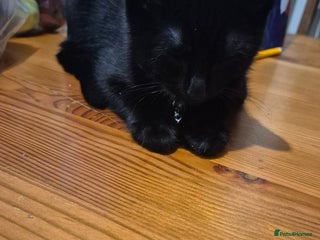 British Longhair cats - Advert 7