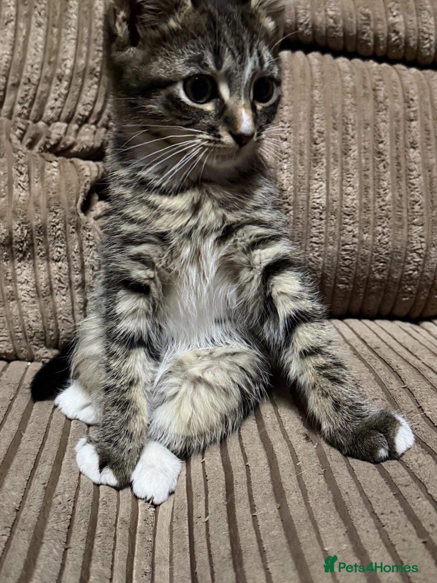 Mixed Breed cats Beautiful little ones - Advert 4
