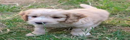 Cockapoo dogs for sale: Licensed breeder, health tested F1 cockapoos - Advert 14