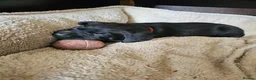 Labrador Retriever dogs for sale: Beautiful Black Labrador Puppies in Derby - Advert 4