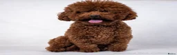 Toy Poodle dogs for sale: Toy Poodle Puppies - Advert 25