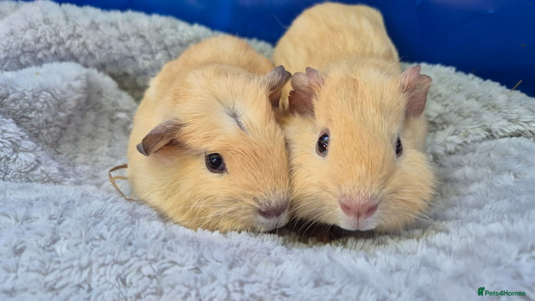 Guinea Pig rodents for sale: Guinea pig boars - Image 5