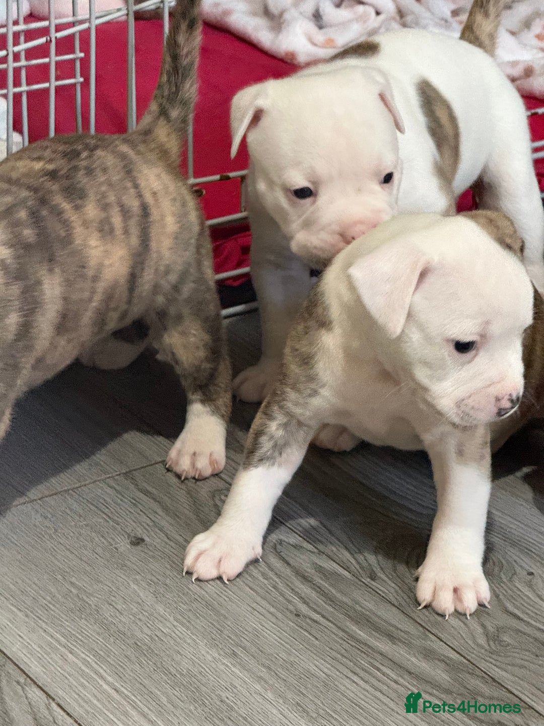 American Bulldog dogs for sale: American bulldog puppies - Advert 2