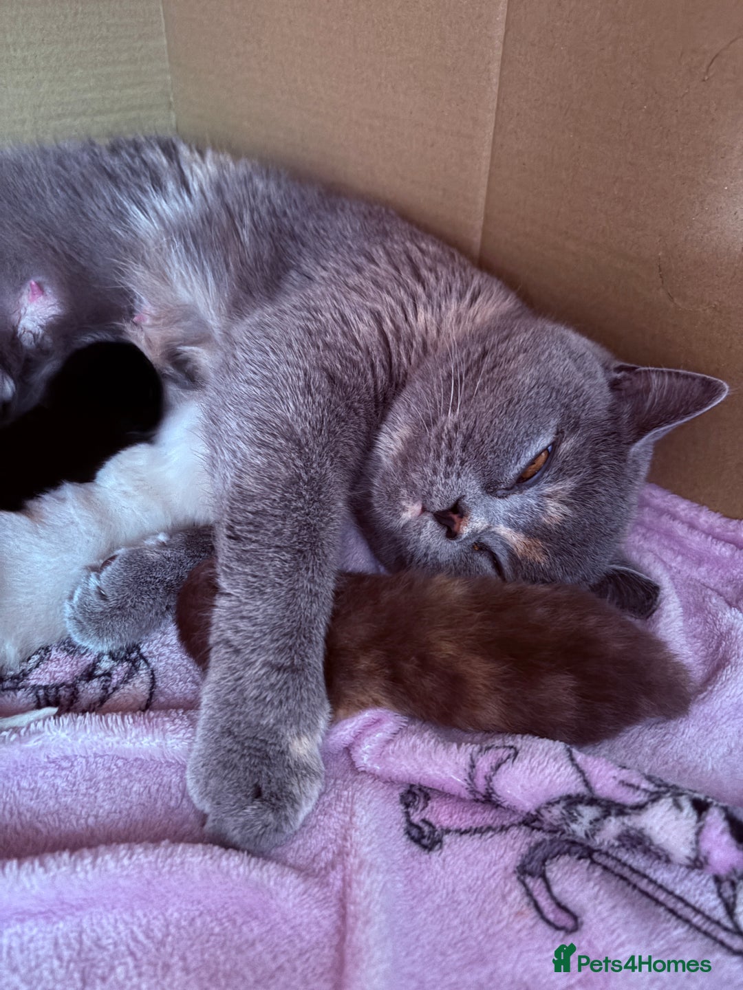 British Shorthair cats for sale: Beautiful GCCF Registered MultiColoured BSH kitte  - Advert 17