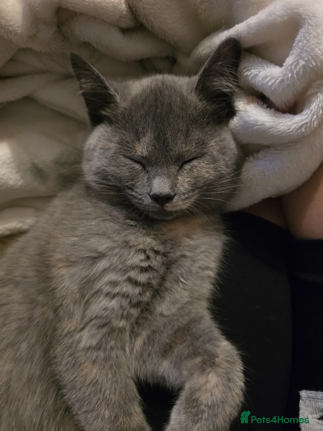 Brazilian Shorthair cats for sale: Beautiful kittens - Advert 2