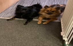 Pomeranian dogs for sale: ****7 Tri/parti Pom pups 3 girls left ** deposit - Image 14