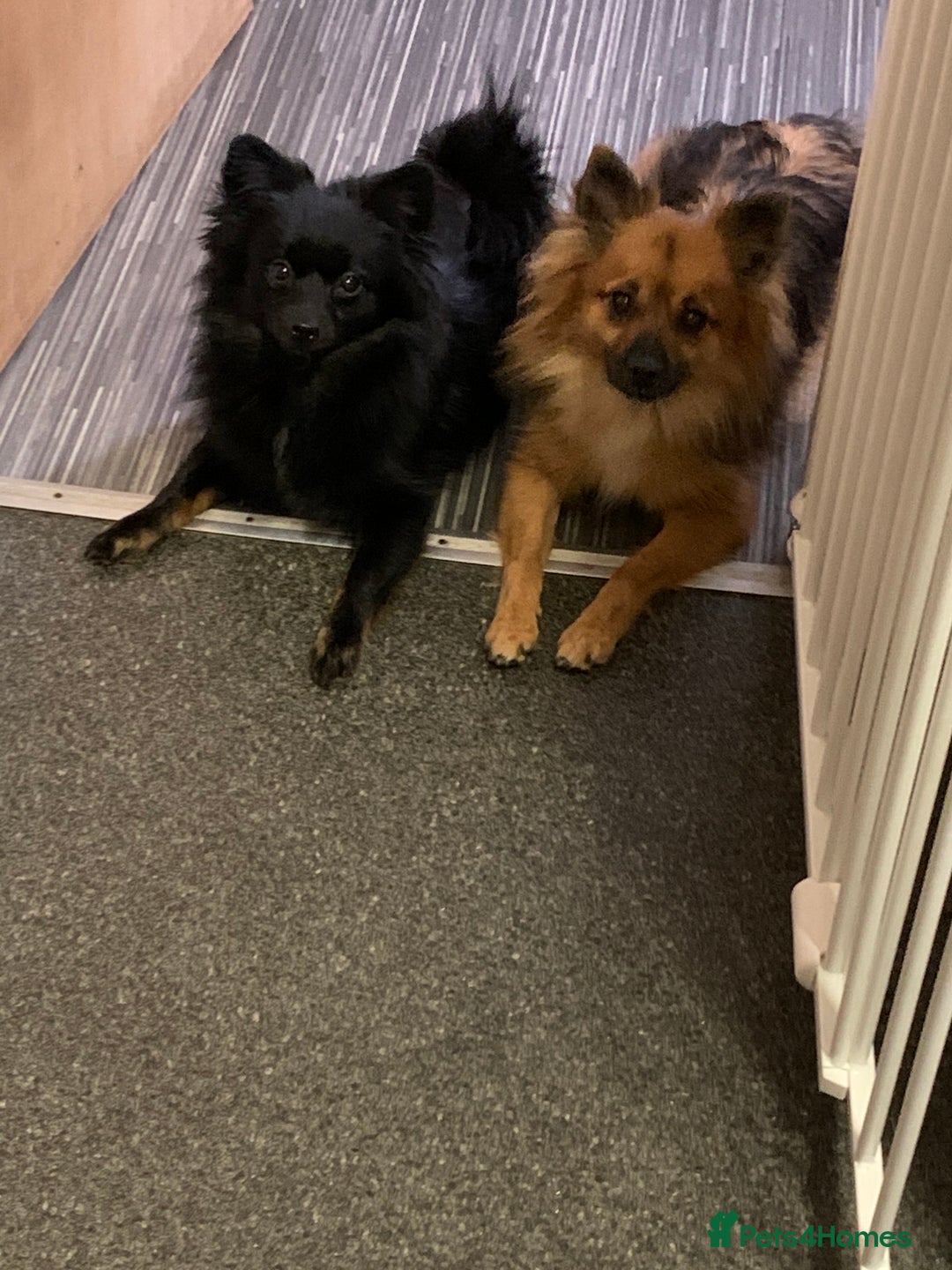 Pomeranian dogs for sale: ****7 Tri/parti Pom pups 3 girls left ** deposit - Image 14