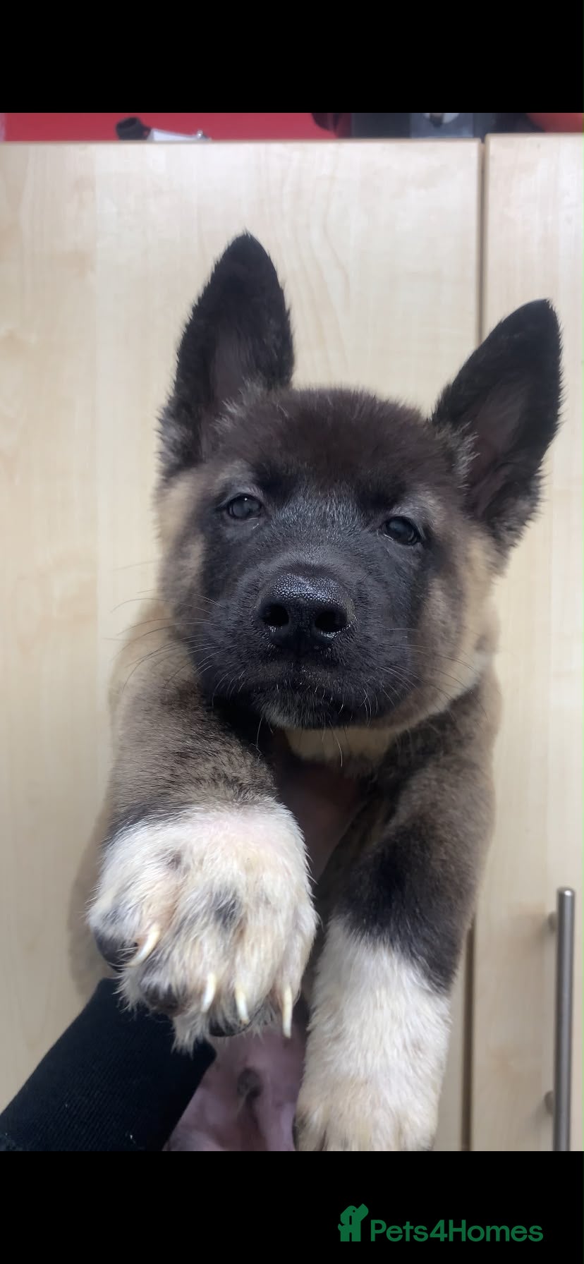 Akita dogs Reduced!! American Akita puppy - Advert 1