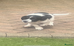 Sprocker dogs for sale: JUST ONE SUPER BOY LOOKING FOR HIS FAMILY 🖤 - Image 1