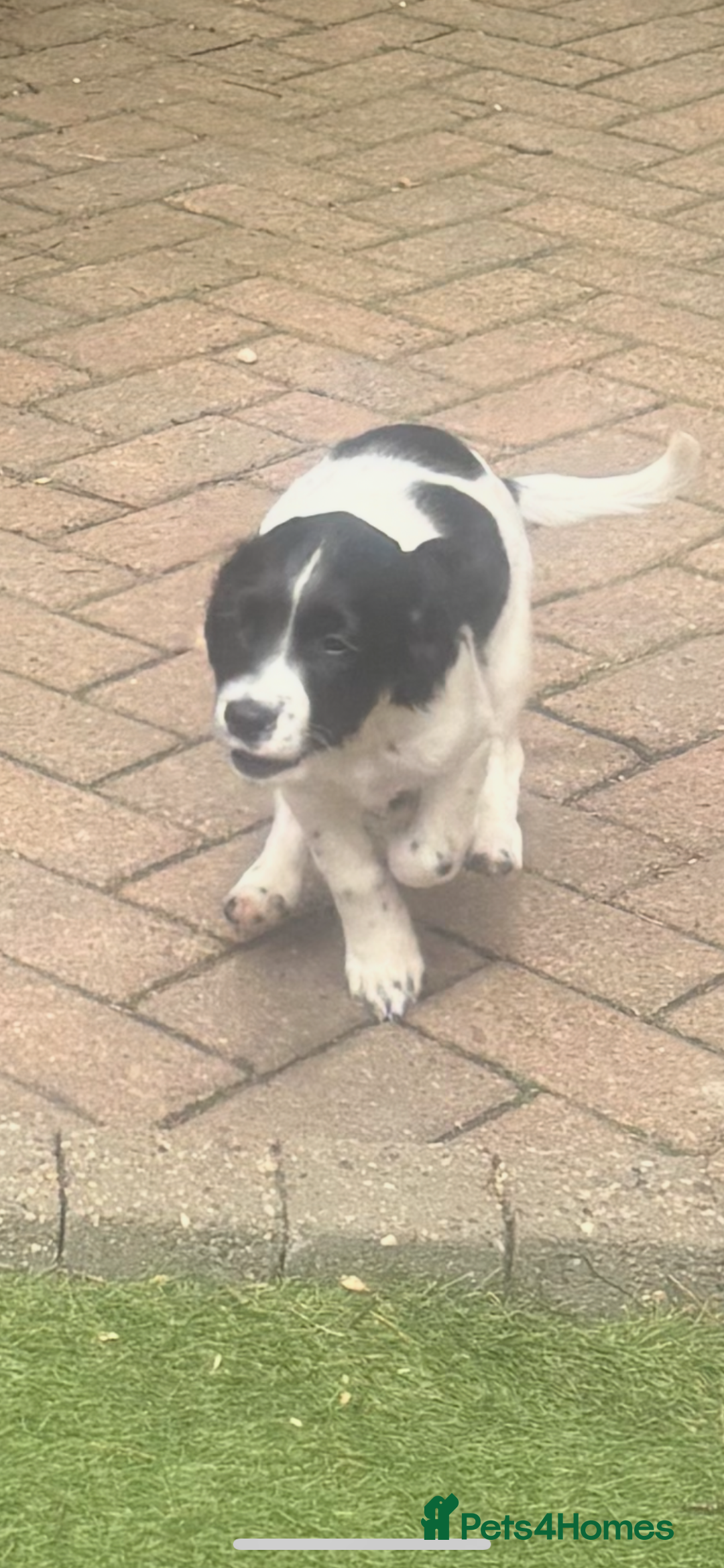 Sprocker dogs for sale: JUST ONE SUPER BOY LOOKING FOR HIS FAMILY 🖤 - Image 1