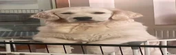 Golden Retriever dogs for sale: Little Polar Bear Puppies - Advert 6