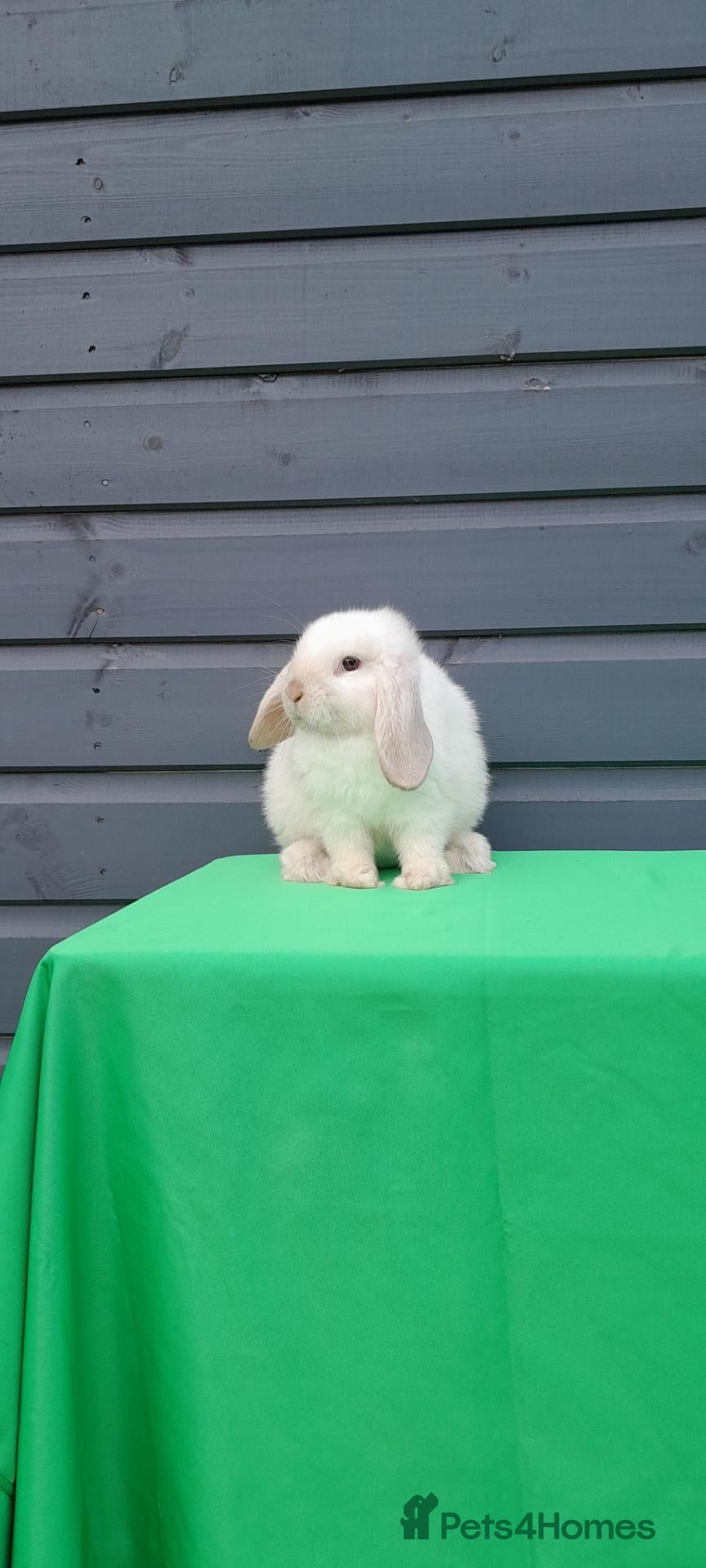 Mini Lop rabbits Purebred mini lops REDUCED TO SELL - Advert 2