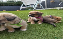 Mixed Breed dogs for sale: Reduced French bulldog x pomeranian pups 8 wks  - Image 17