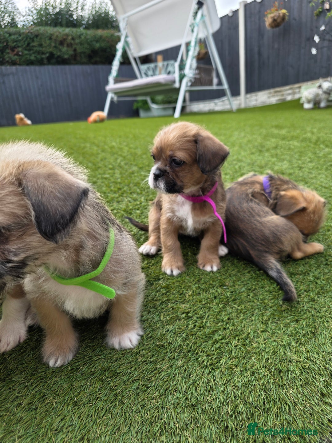 Mixed Breed dogs for sale: Reduced French bulldog x pomeranian pups 8 wks  - Image 17