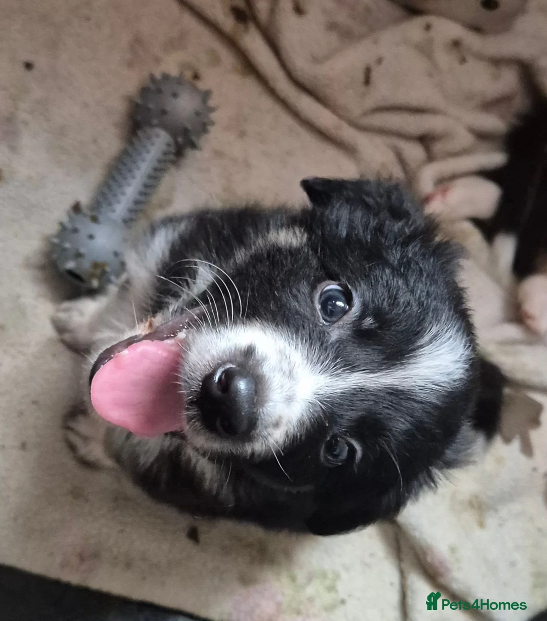 Mixed Breed dogs for sale: One male puppy for sale  - Advert 2