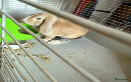 English Lop rabbits for sale: Bunny lop for sale - Image 1