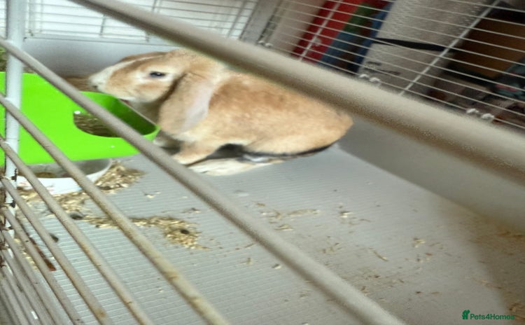English Lop rabbits - Advert 1