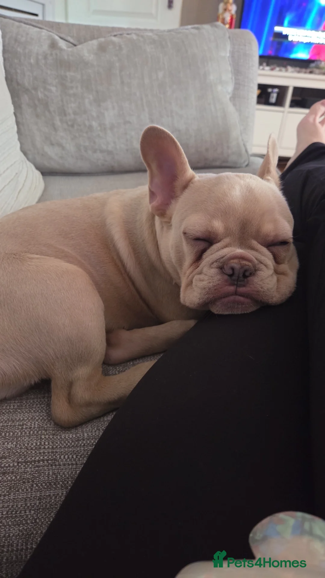French Bulldog dogs for sale: Male cream frenchbull dog  - Advert 7