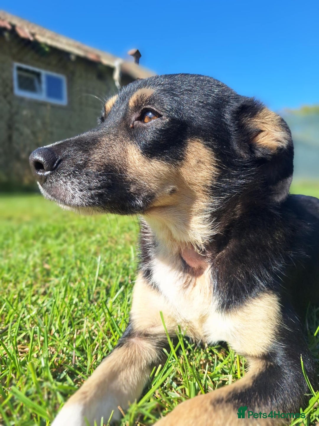 Mixed Breed dogs for adoption: Angel for adoption - Image 3