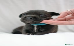 Mixed Breed dogs for sale: Bullador puppies - Image 9