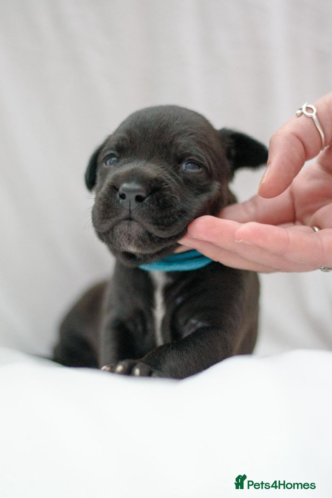 Mixed Breed dogs for sale: Bullador puppies - Image 9
