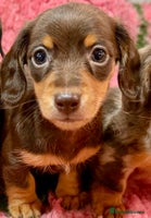 Miniature Dachshund dogs 🩷🌟Beautiful Fluffy KC tiny mini 🌟🩷 - Advert 11