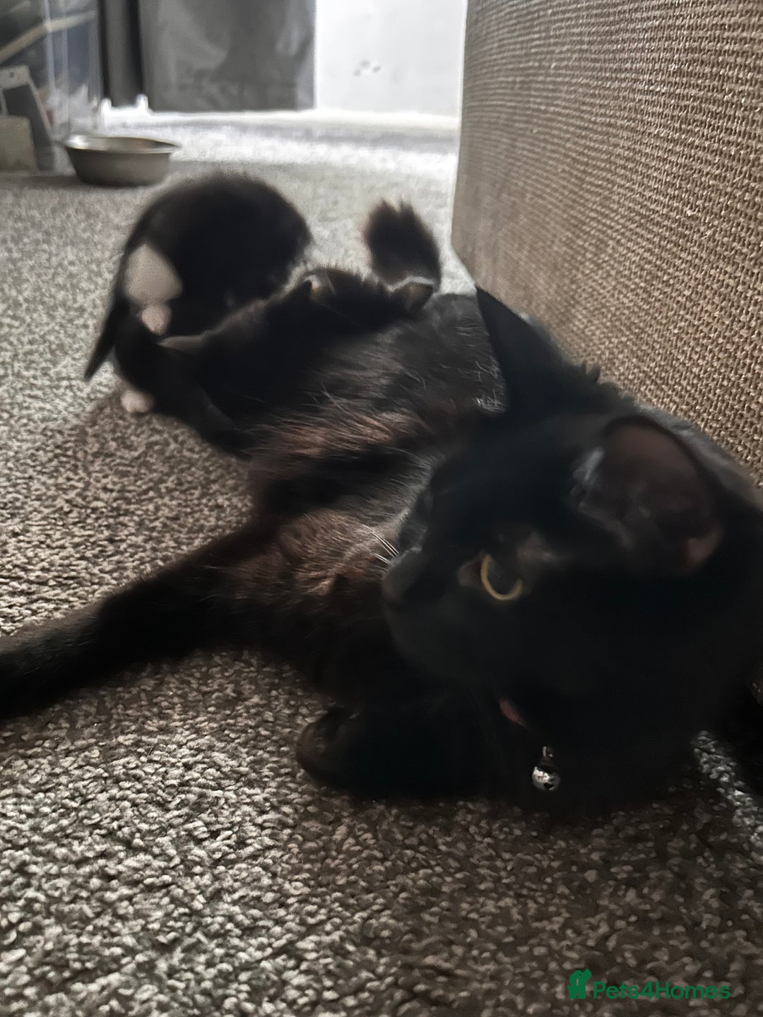 Maine Coon cats for sale: Main coon cross kittens  - Image 13