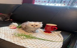 Ragdoll cats for sale: 🐾Fluffy Little Dreamers Are Here!🐈 - Image 11