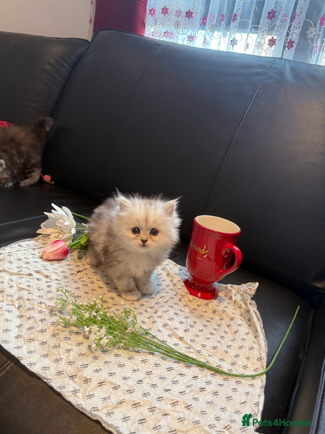 Ragdoll cats for sale: 🐾Fluffy Little Dreamers Are Here!🐈 - Image 11