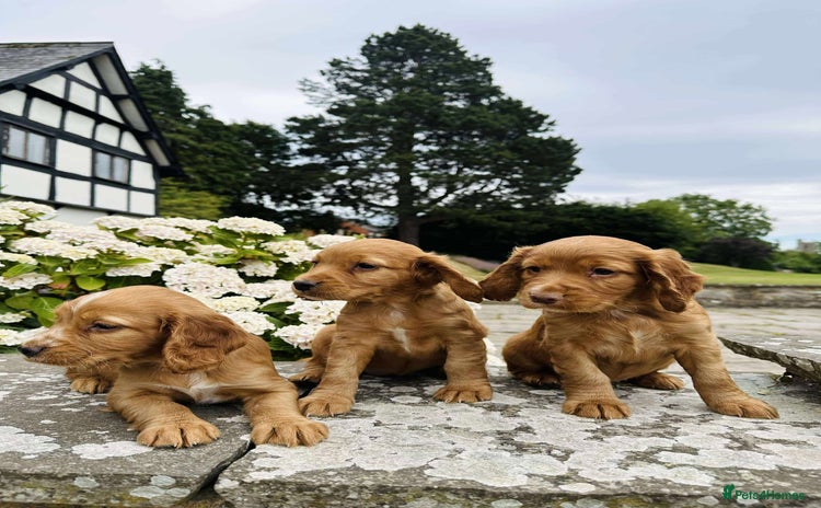 Cocker Spaniel dogs - Advert 9