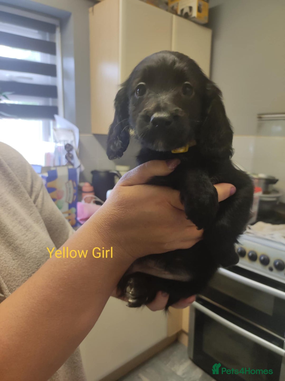 Mixed Breed dogs for sale: Sprockerpoo - Image 8