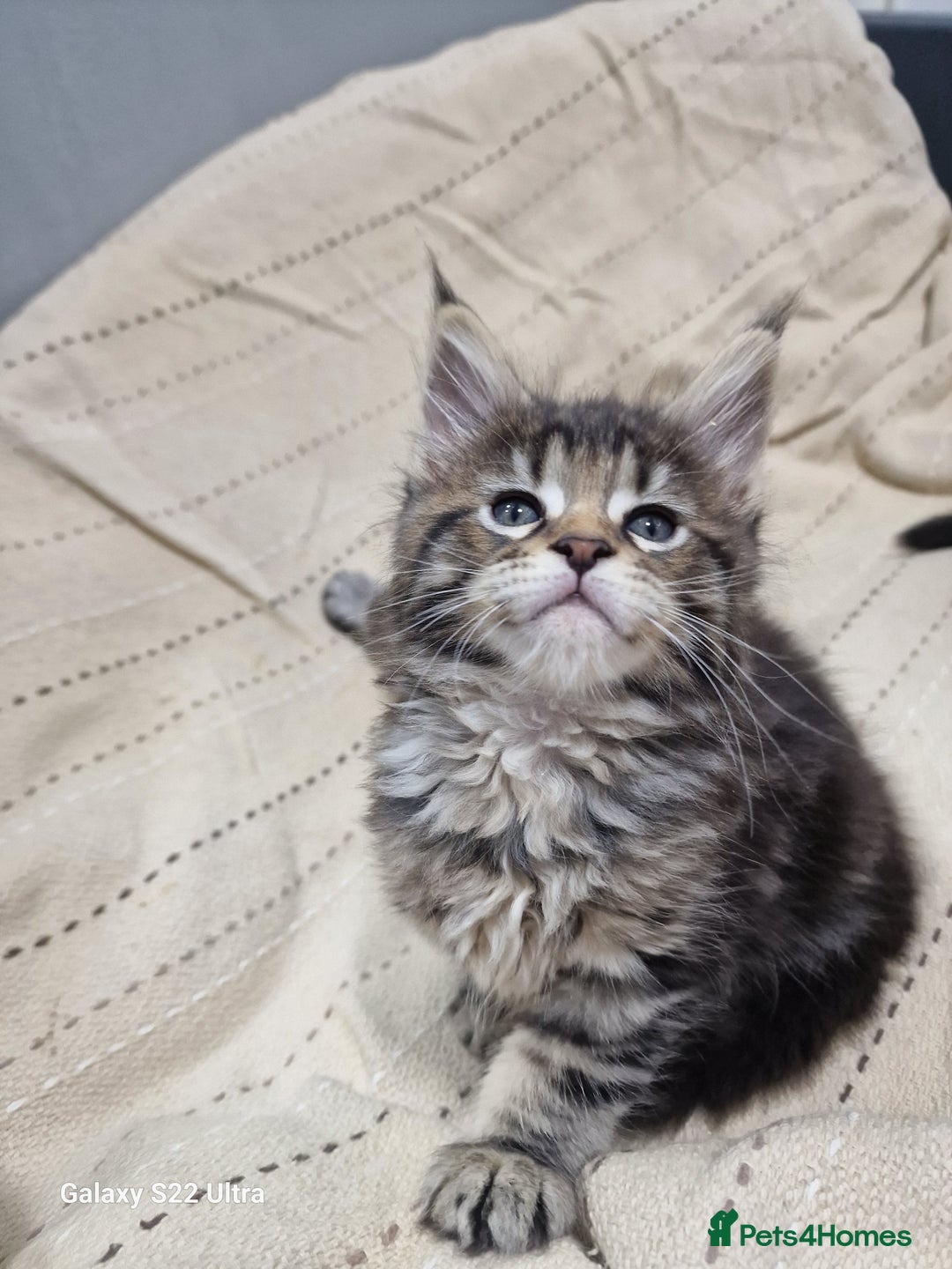 Maine Coon cats for sale: Pure Makne coon - Advert 10