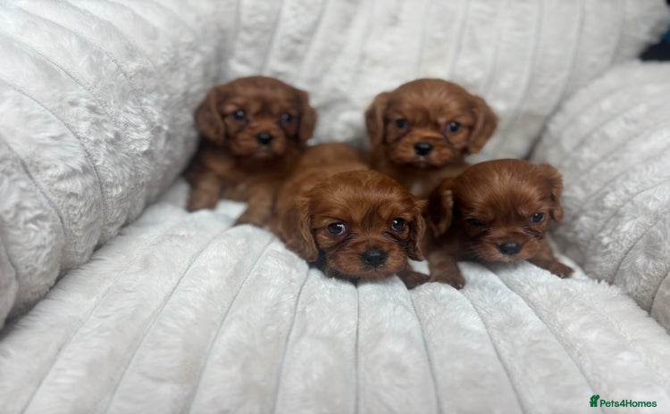 Cavalier King Charles Spaniel dogs - Advert 11