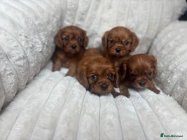 Cavalier King Charles Spaniel dogs KC registered Health tested King Charles cavalier - Advert 8