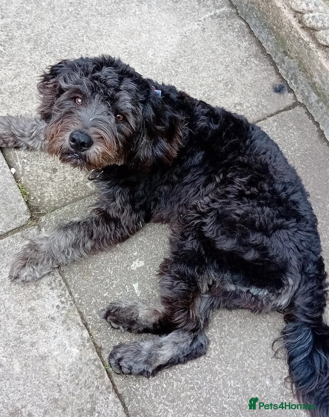 Bordoodle dogs for sale: Gorgeous boy - Image 2