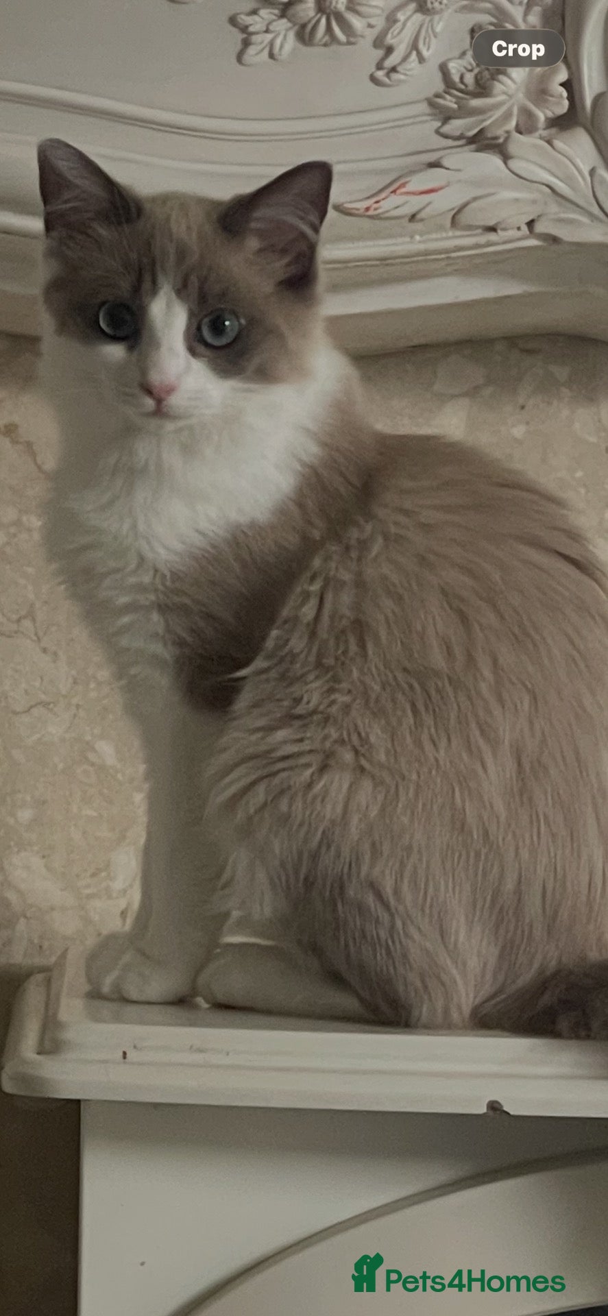Ragdoll cats Mink girl - Advert 9
