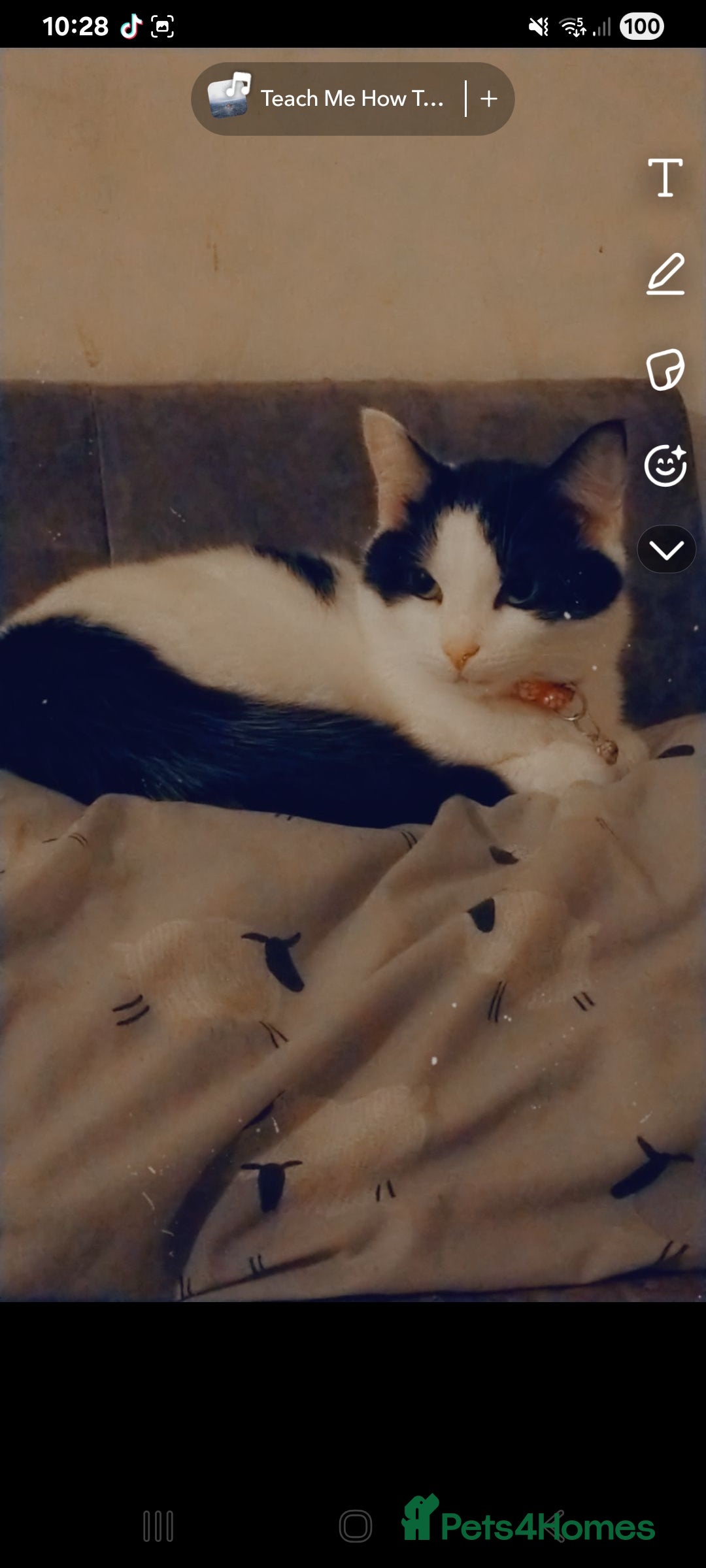 Mixed Breed cats for sale: Bonded pair of cats. - Advert 1