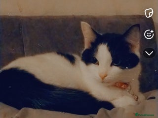 Mixed Breed cats Bonded pair of cats. - Advert 1